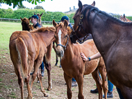 KS300622-16 - Cupboard Love & foal by Territories